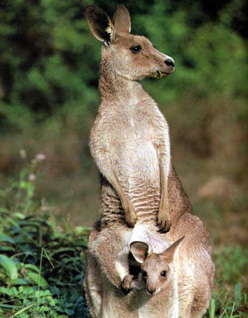 Даже мама-кенгуру носит в сумке детвору!